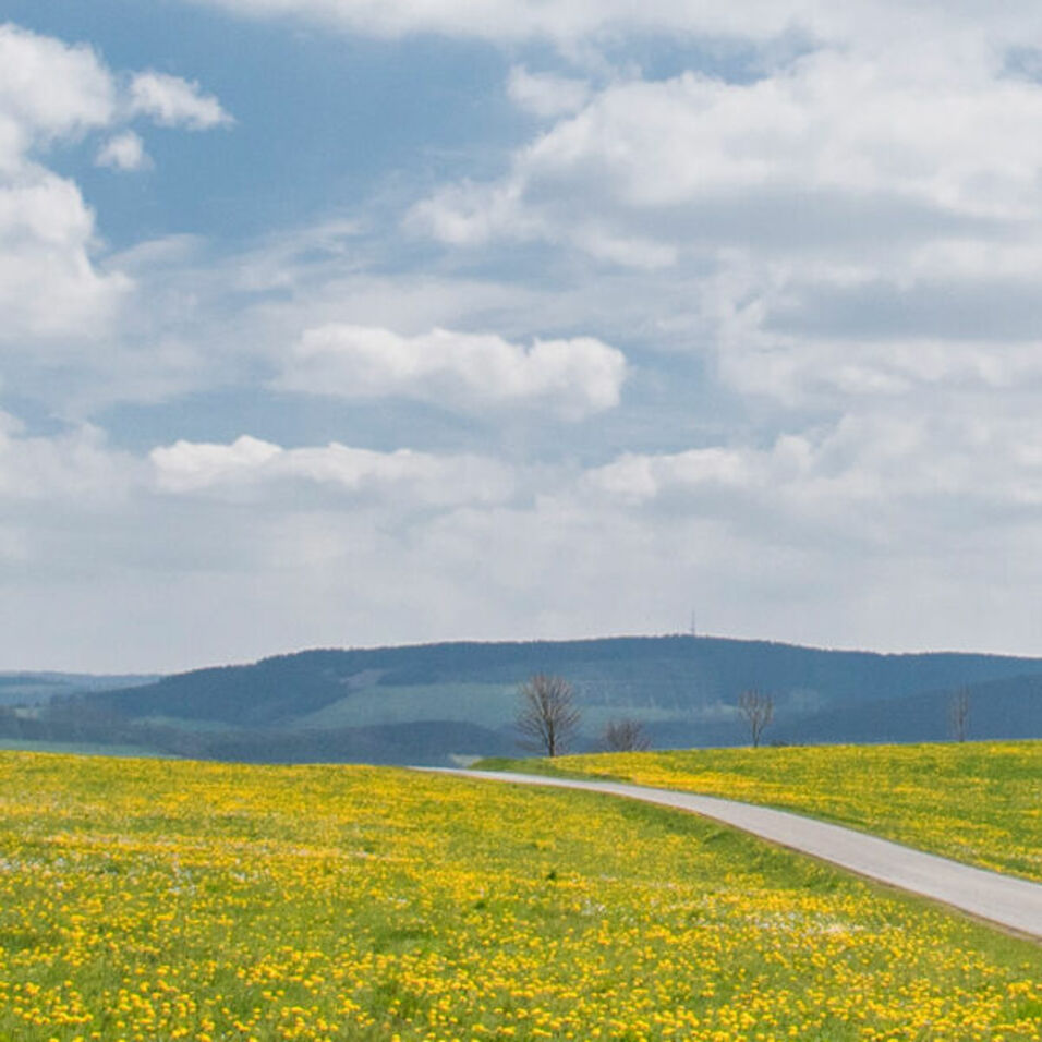 Radfahrer im Löwenzahnfeldern im Sauerland